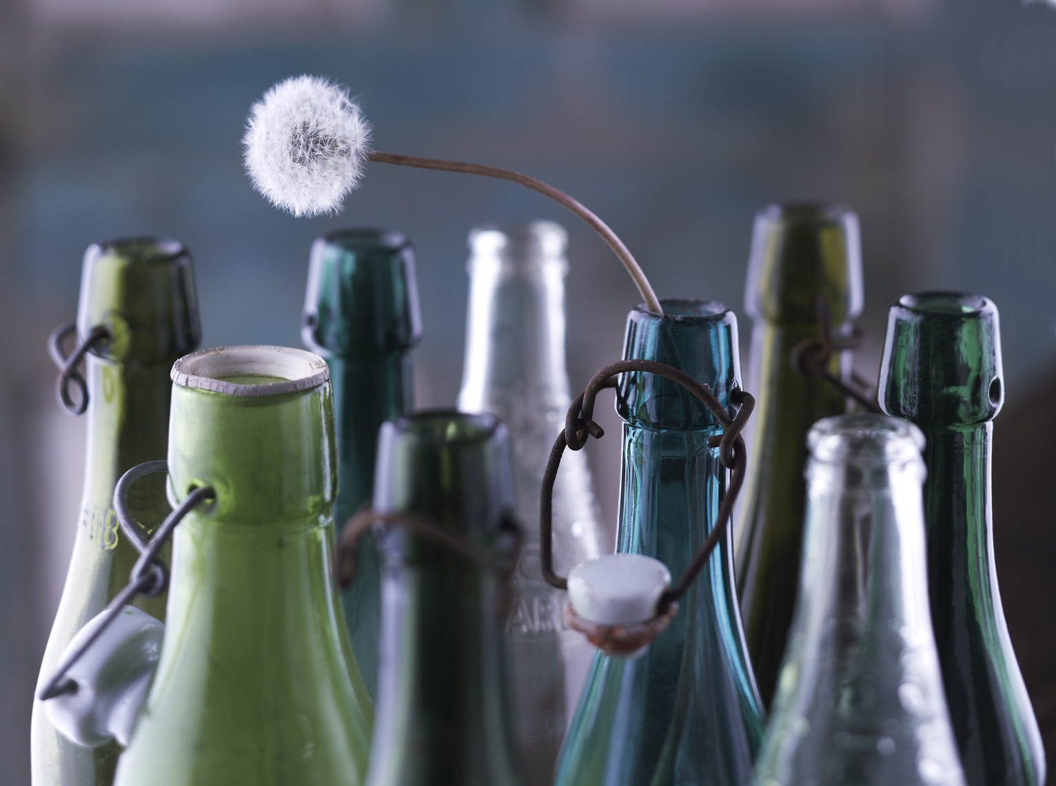 Bottles Dandelion Christopher Nastri